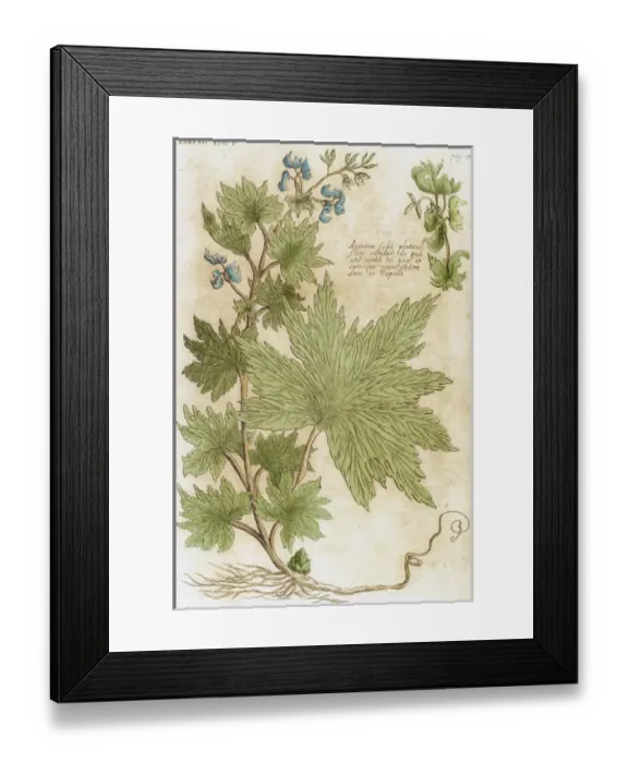 Framed Print : Aconitum. Seventeenth-century engraving in Bibliotheca Pharmaceutica-Medica by J Framed Print : Aconitum. Seventeenth-century engraving in Bibliotheca Pharmaceutica-Medica by J