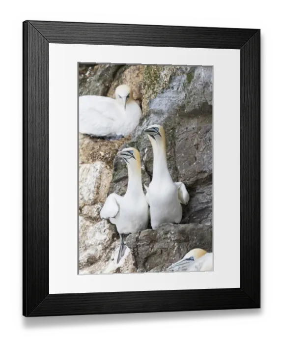 Framed Print : Northern Gannet (Morus bassanus) in the cliffs of Hermaness bird reserve on the island of Unst Framed Print : Northern Gannet (Morus bassanus) in the cliffs of Hermaness bird reserve on the island of Unst