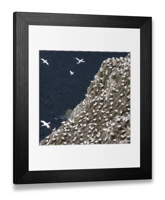 Framed Print : Northern Gannet (Morus bassanus) in the cliffs of Hermaness bird reserve on the island of Unst