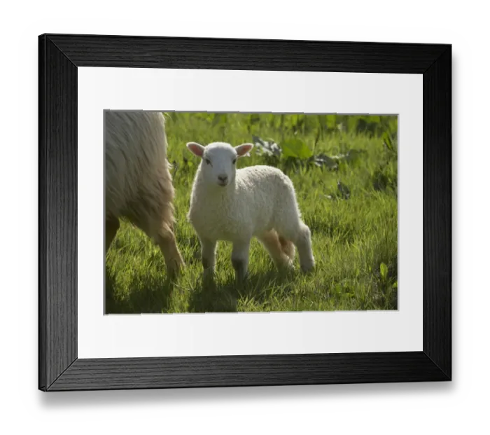 Framed Print : Lamb, Wales, United kingdom Framed Print : Lamb, Wales, United kingdom