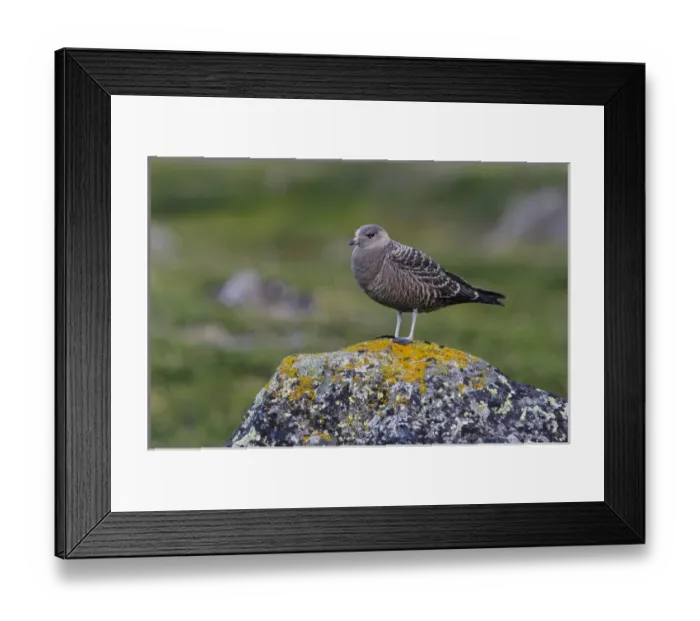 Framed Print : Sweden, Norrbotten. Juvenile Long-tailed Jaeger (Stercorarius longicaudus) Framed Print : Sweden, Norrbotten. Juvenile Long-tailed Jaeger (Stercorarius longicaudus)