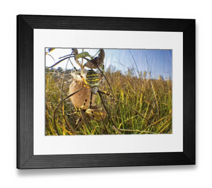 Framed Print : Black And Yellow (Argiope bruennichi), Wespenspinne, Switzerland Framed Print : Black And Yellow (Argiope bruennichi), Wespenspinne, Switzerland
