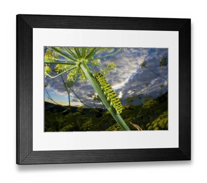Framed Print : Common Yellow Swallowtail caterpillar and fisheye view to the sky (Papilio machaon) Framed Print : Common Yellow Swallowtail caterpillar and fisheye view to the sky (Papilio machaon)