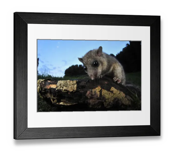 Framed Print : Edible Dormouse (Glis Glis), Switzerland