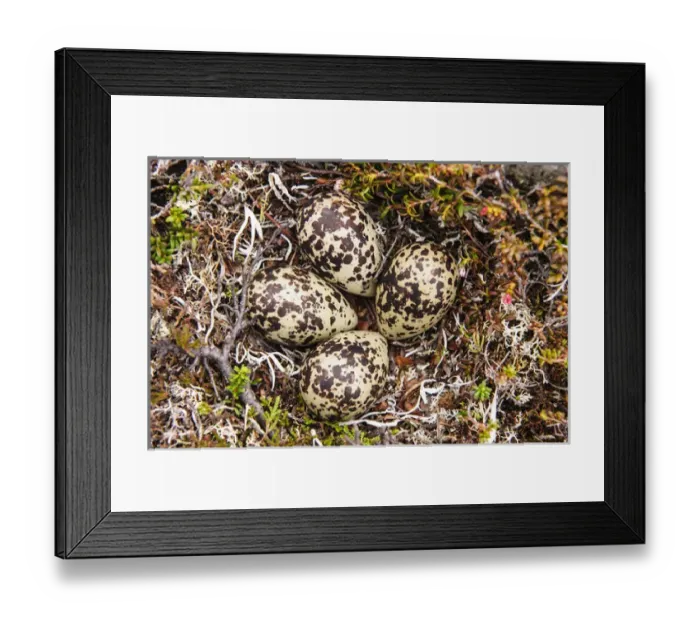 Framed Print : Sweden, Jamtland