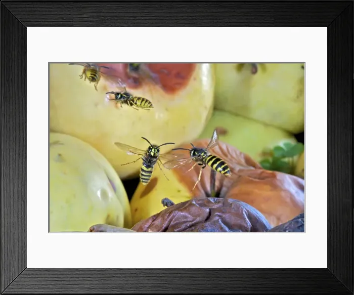 Framed Print : European wasps in flight (Vespula germanica), Switzerland Insects in Flight, High Framed Print : European wasps in flight (Vespula germanica), Switzerland Insects in Flight, High