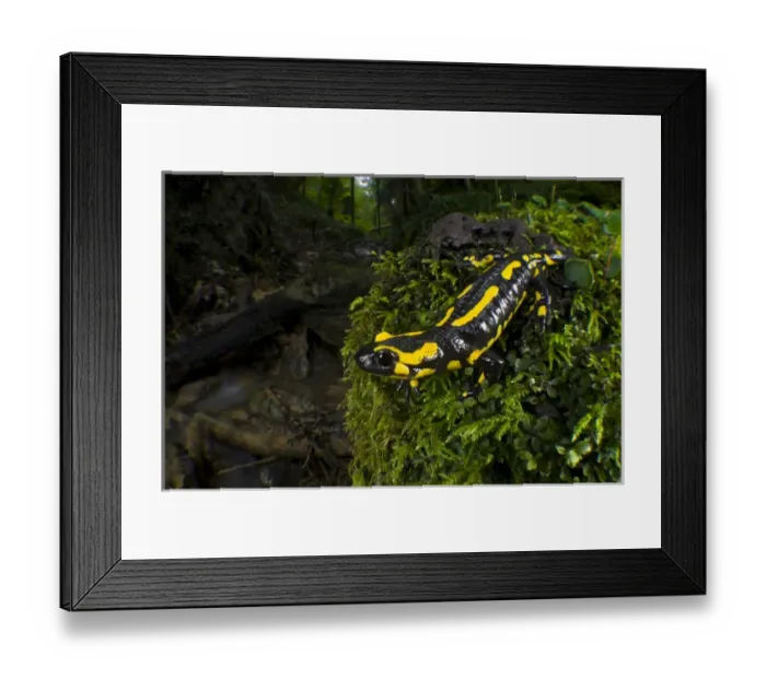 Framed Print : Fire Salamander (Salamandra salamandra), Switzerland Fire Salamander (Salamandra