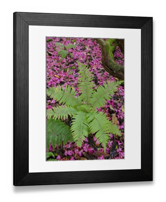 Framed Print : Scotland, Inner Hebrides, Isle of Skye. Armadale Castle Gardens