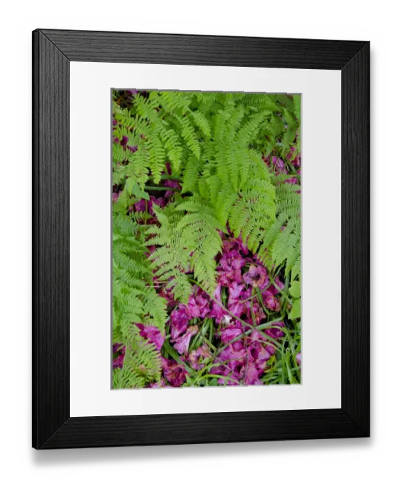 Framed Print : Scotland, Inner Hebrides, Isle of Skye. Armadale Castle Gardens