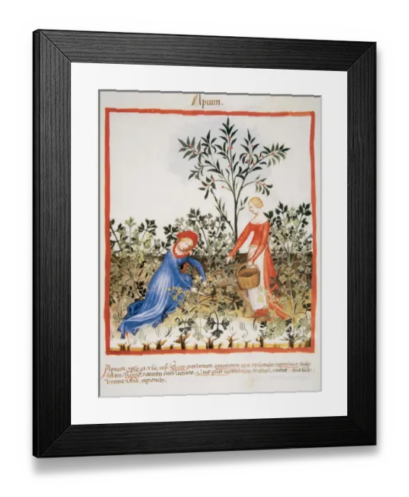Framed Print : Tacuinum Sanitatis. Medieval Health Handbook, dated before 1400, based on observations