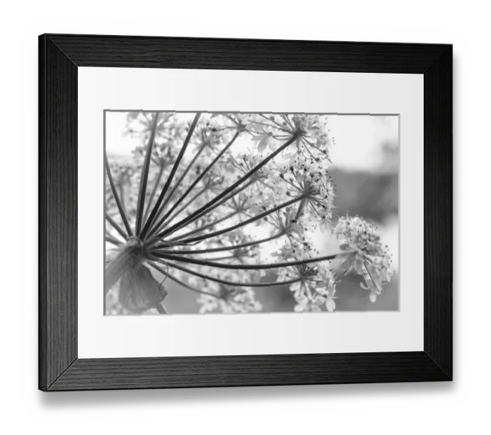 Framed Print : USA, Alaska, Glacier Bay National Park. Close-up of cow parsnip in Bartlett Cove Framed Print : USA, Alaska, Glacier Bay National Park. Close-up of cow parsnip in Bartlett Cove