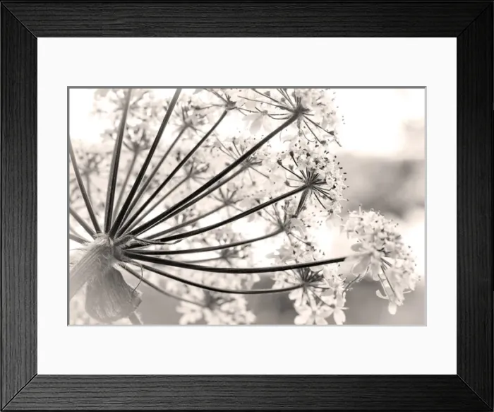 Framed Print : USA, Alaska, Glacier Bay National Park. Close-up of cow parsnip in Bartlett Cove