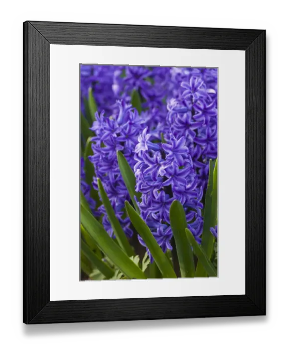 Framed Print : Hyacinth in bloom Framed Print : Hyacinth in bloom