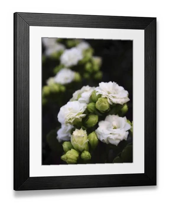 Framed Print : white blossoms Framed Print : white blossoms