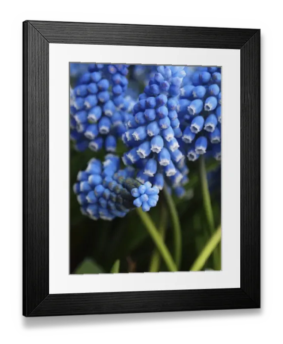 Framed Print : Grape hyacinth in bloom