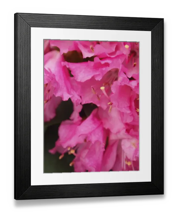 Framed Print : Rhododendron bloom closeup
