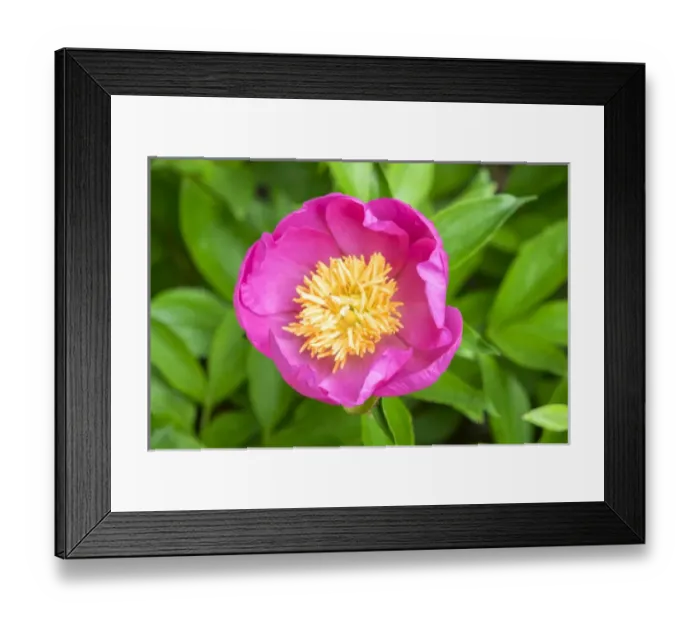 Framed Print : Peony Janice, USA
