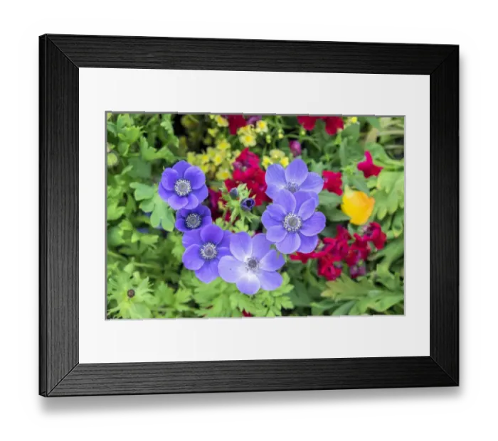Framed Print : Poppy-Flowered Anemone, USA