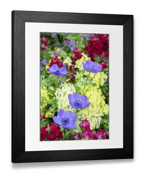 Framed Print : Poppy-Flowered Anemone, USA Framed Print : Poppy-Flowered Anemone, USA