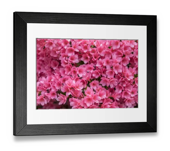 Framed Print : Coral Bells Azalea, USA Framed Print : Coral Bells Azalea, USA