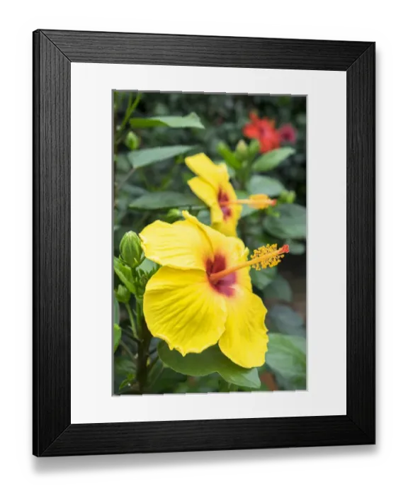 Framed Print : Sunny Wind, Hibiscus, USA Framed Print : Sunny Wind, Hibiscus, USA