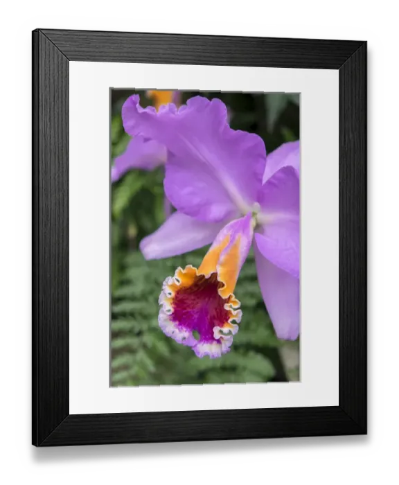 Framed Print : purple orchid, USA Framed Print : purple orchid, USA