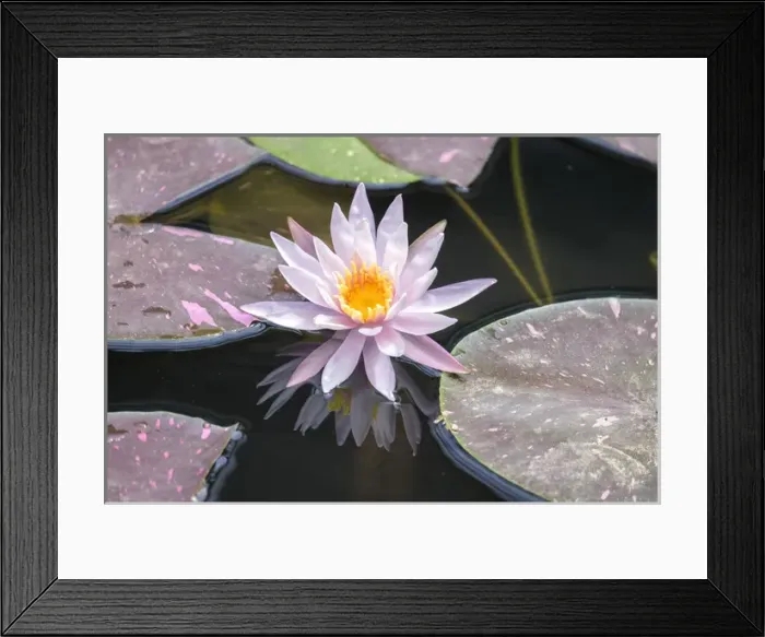 Framed Print : Hardy Waterlily, USA