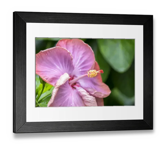 Framed Print : Smoky Mountain, Hibiscus, USA Framed Print : Smoky Mountain, Hibiscus, USA