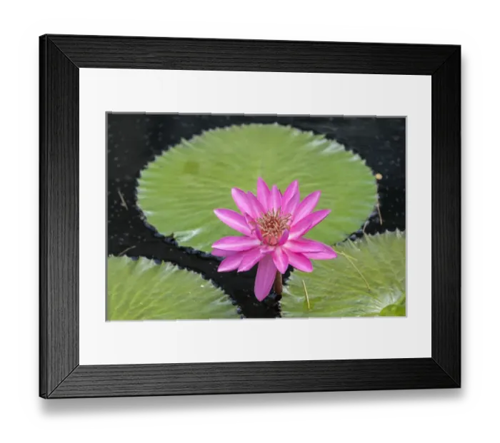 Framed Print : Tropical Night-flowering Waterlily, USA Framed Print : Tropical Night-flowering Waterlily, USA