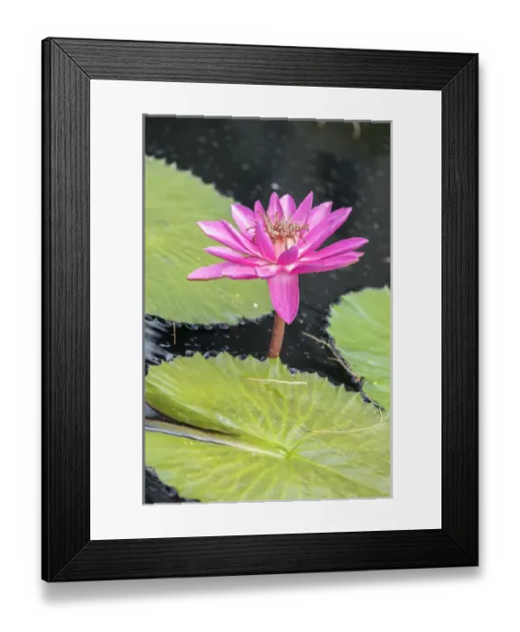 Framed Print : Tropical Night-flowering Waterlily, USA Framed Print : Tropical Night-flowering Waterlily, USA