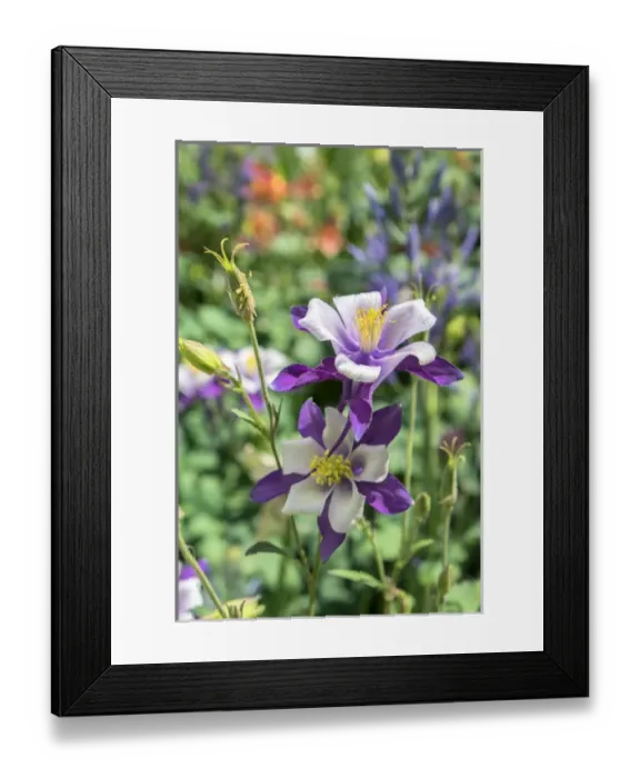 Framed Print : Columbine flowers, USA Framed Print : Columbine flowers, USA