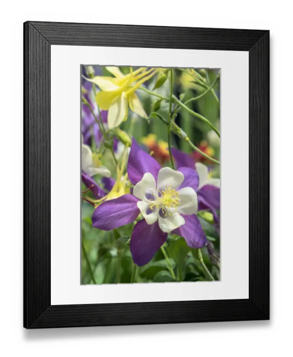 Framed Print : Columbine flowers, USA Framed Print : Columbine flowers, USA