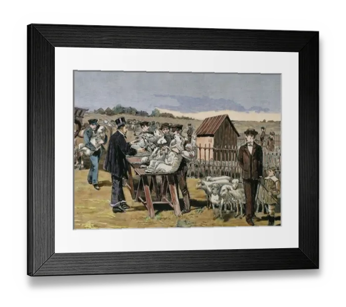 Framed Print : PASTEUR, Louis (1822-1895) French chemist and bacteriologist. Vaccination of sheep against anthrax Framed Print : PASTEUR, Louis (1822-1895) French chemist and bacteriologist. Vaccination of sheep against anthrax