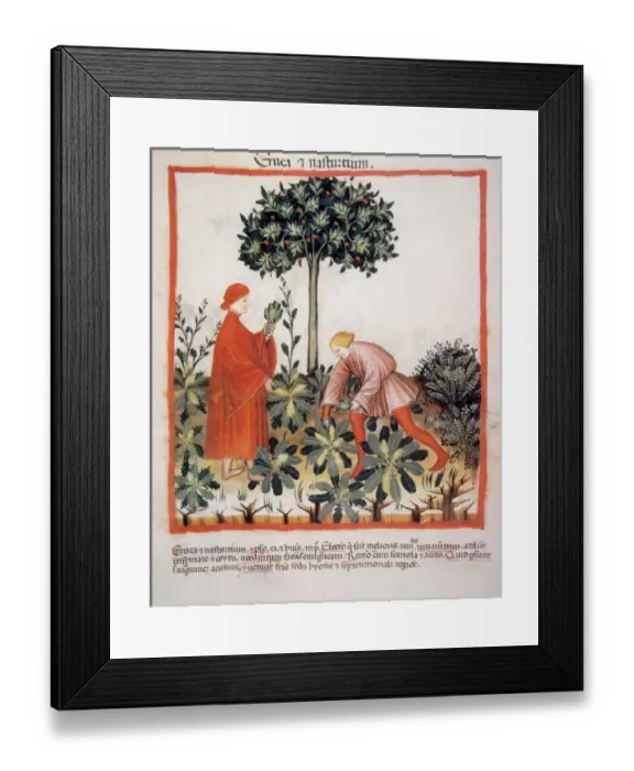 Framed Print : Tacuinum Sanitatis. Medieval Health Handbook, dated before 1400, based on observations