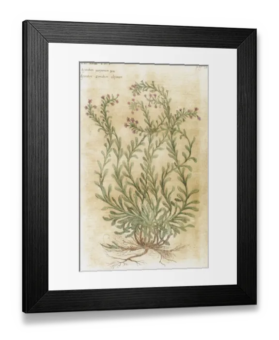 Framed Print : Ageratum. Seventeenth-century engraving in Bibliotheca Pharmaceutica-Medica by J