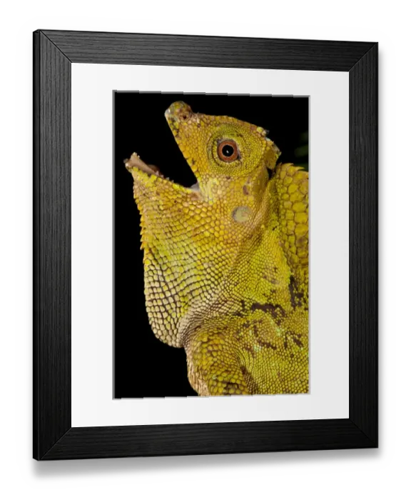 Framed Print : Malaysian Crested Dragon Lizard, Goniocephalus chameleontinus, Native to Indonesia