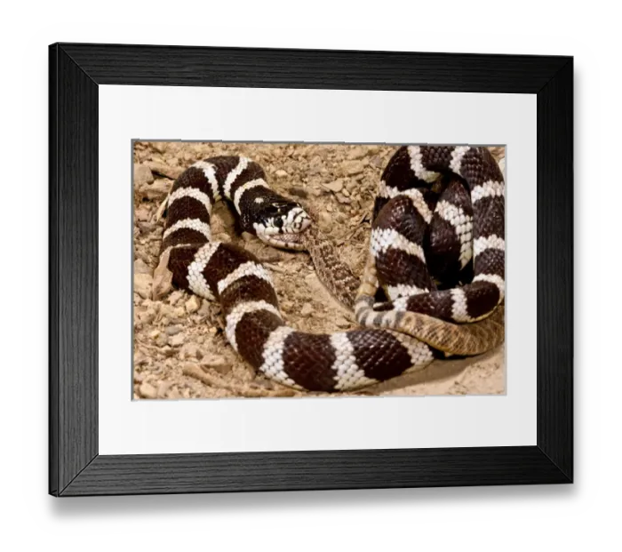 Framed Print : California Kingsnake eating Western Diamondback Rattler, Lampropeltis getulus  /  Crotalus atrox