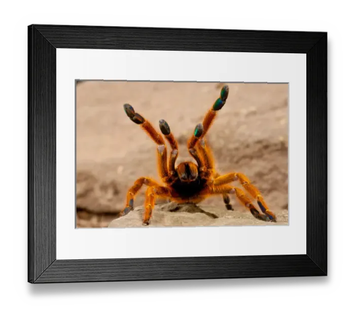 Framed Print : Usambara Orange Baboon Spider, Pternochilus murinus, Native to Central Eastern and Southern Africa Framed Print : Usambara Orange Baboon Spider, Pternochilus murinus, Native to Central Eastern and Southern Africa