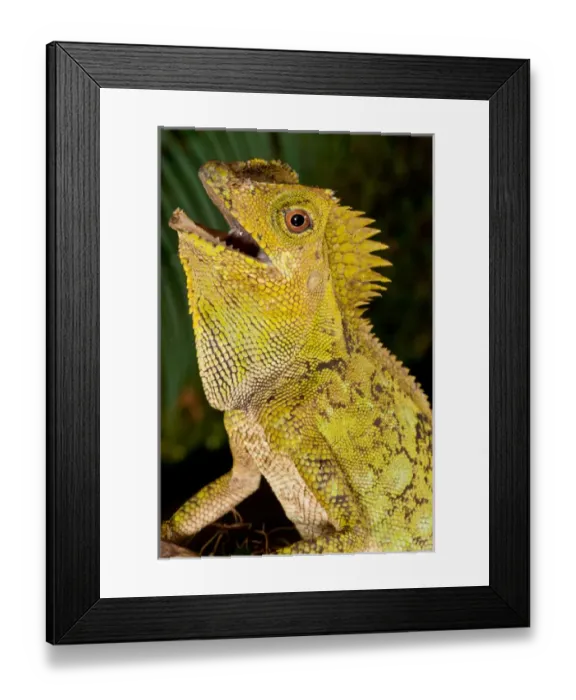 Framed Print : Malaysian Crested Dragon Lizard, Goniocephalus chameleontinus, Native to Indonesia