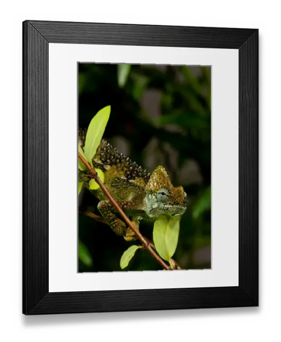 Framed Print : High-casque Chameleon, Trioceros hoehneli, Native to Kenya and Uganda, Habitat: Brush and Scrubs Framed Print : High-casque Chameleon, Trioceros hoehneli, Native to Kenya and Uganda, Habitat: Brush and Scrubs