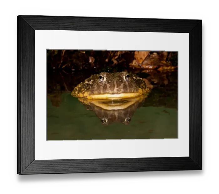 Framed Print : African Burrowing Bullfrog, Pyxicephalus adspersus, Native to Southern Africa, Habitat Framed Print : African Burrowing Bullfrog, Pyxicephalus adspersus, Native to Southern Africa, Habitat