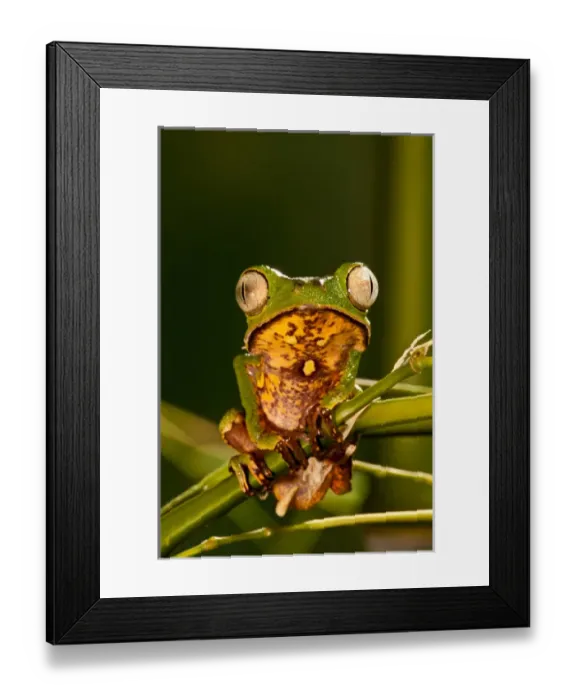 Framed Print : Razor Backed Monkey Frog Phyllomedusa hypocondryialis azurea Native to Paraguay Framed Print : Razor Backed Monkey Frog Phyllomedusa hypocondryialis azurea Native to Paraguay