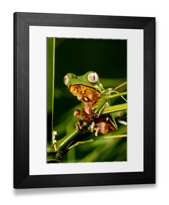 Framed Print : Razor Backed Monkey Frog Phyllomedusa hypocondryialis azurea Native to Paraguay Framed Print : Razor Backed Monkey Frog Phyllomedusa hypocondryialis azurea Native to Paraguay