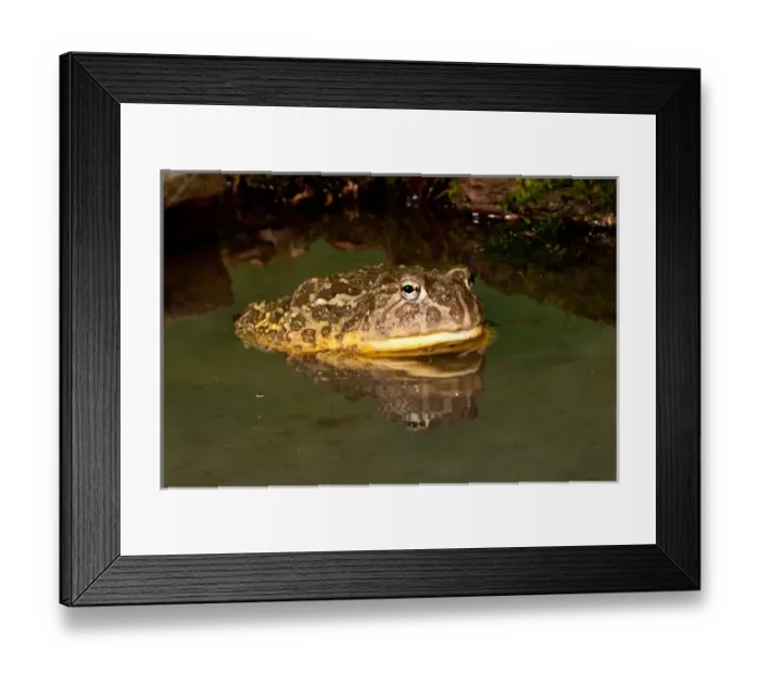 Framed Print : African Burrowing Bullfrog, Pyxicephalus adspersus, Native to Southern Africa, Habitat Framed Print : African Burrowing Bullfrog, Pyxicephalus adspersus, Native to Southern Africa, Habitat
