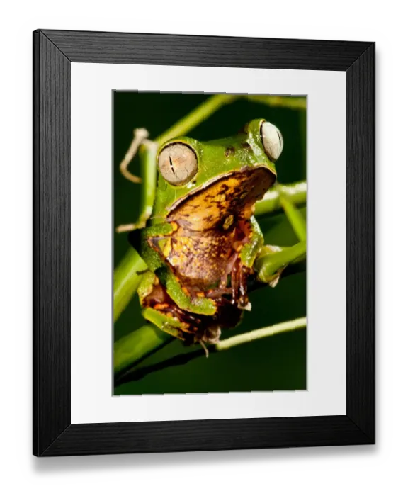 Framed Print : Razor Backed Monkey Frog Phyllomedusa hypocondryialis azurea Native to Paraguay Framed Print : Razor Backed Monkey Frog Phyllomedusa hypocondryialis azurea Native to Paraguay