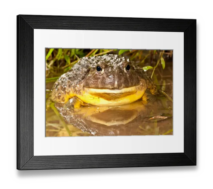 Framed Print : African Burrowing Bullfrog, Pyxicephalus adspersus, Native to Southern Africa, Habitat Framed Print : African Burrowing Bullfrog, Pyxicephalus adspersus, Native to Southern Africa, Habitat
