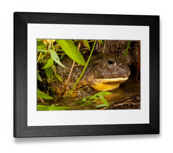 Framed Print : African Burrowing Bullfrog, Pyxicephalus adspersus, Native to Southern Africa, Habitat Framed Print : African Burrowing Bullfrog, Pyxicephalus adspersus, Native to Southern Africa, Habitat