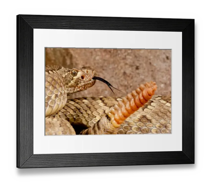 Framed Print : Mojave Rattlesnake Mojave Rattlesnake, Crotalus scutulatus Native to southWestern US