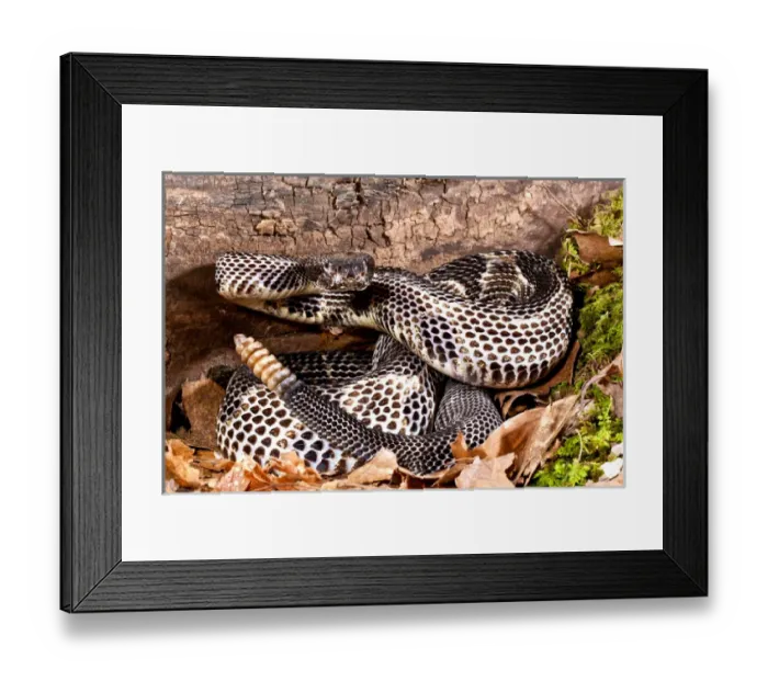 Framed Print : Black Phase Timber Rattlesnake, Crotalus horridus horridus, Native to North Eastern US Framed Print : Black Phase Timber Rattlesnake, Crotalus horridus horridus, Native to North Eastern US