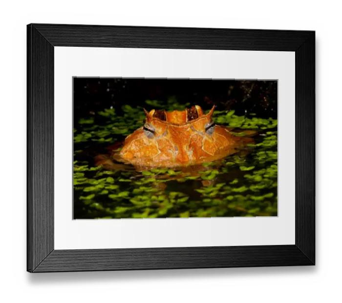 Framed Print : Brazilian Horn Frog, Ceratophrys cornutus, Native to Eastern South America, Mainly Brazil Framed Print : Brazilian Horn Frog, Ceratophrys cornutus, Native to Eastern South America, Mainly Brazil
